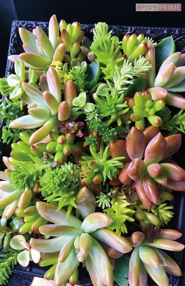 フレームに固まる土を塗り、そこに多肉をONしたアートな作品。壁にかけられる　