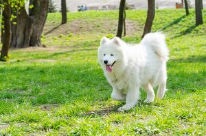 元気に走り回るサモエド