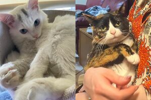 癒しの『猫ぐすり』　画像／飼い主提供