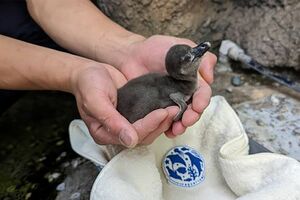 誕生2日後に初の体重測定。69gだった