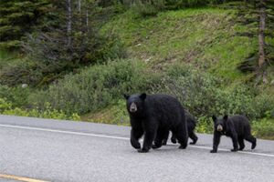 今年は日本全国でクマによる被害が多く発生している