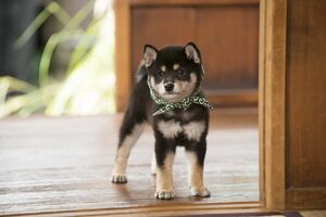 和風総本家』18代目マスコット犬「豆助」は番組初の黒柴! そのかわいさ