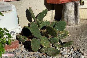 美崎さん宅前には手入れの行き届いたサボテンなどの植木が残されていた