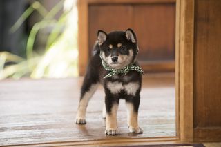 画像 写真 和風総本家 18代目マスコット犬 豆助 は番組初の黒柴 そのかわいさに悶える ニュース概要 週刊女性prime