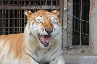飼育員を襲った毛並みが金色のトラ「ボルタ」(那須サファリパークの公式ツイッターより)