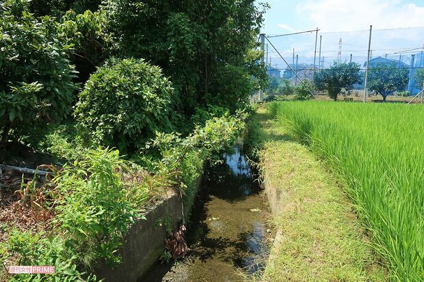 イグアナ“フアナちゃん”が隠れていそうな場所を隈なく捜索！