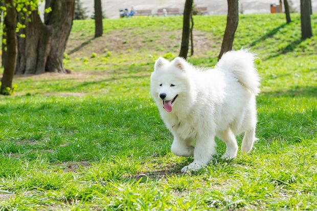 元気に走り回るサモエド
