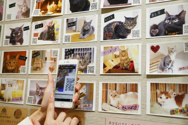 壁に貼られたポスターはQRコードで読み取ると、そのコの経歴が／ネコリパブリック