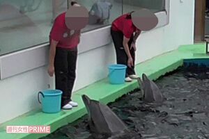 実際に『しながわ水族館』で行われているイルカショーの模様(東さちこさん提供)