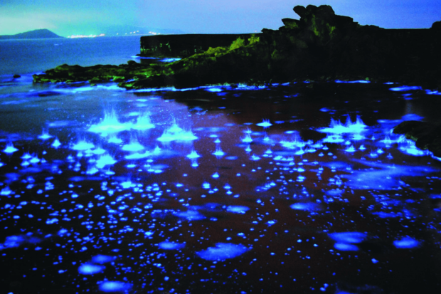 夜光虫で光る海：京都府京丹後市丹後町間人。https://www.city.kyotango.lg.jp/（写真提供／中江弘直）