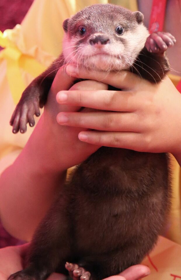 カワウソちぃたん☆