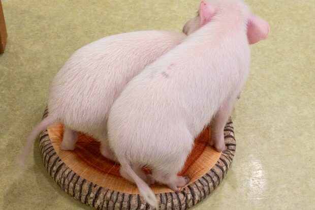 とにかくくっつくのが好き♪ ブタ同士だけでなく、小さな子どもや犬、猫などにもくっつきにいく。クッションなどに挟まるのもお気に入り