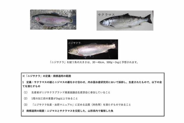 山形のご当地サーモン『ニジサクラ』放流に関する注意喚起（県公式サイトより）