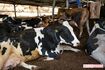 フリーバーン方式で飼われているため、牛たちはお腹がすいたタイミングで各自、餌スポットへ出かけられる(撮影/齋藤周造)