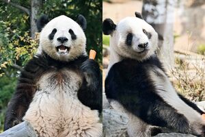 中国に変換された双子のパンダ・シャオシャオ（左）とレイレイ　写真／高氏貴博（毎日パンダ）