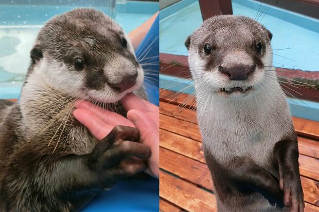 ツメナシカワウソのひらり（左）ときらり（右）＠伊勢シーパラダイス
