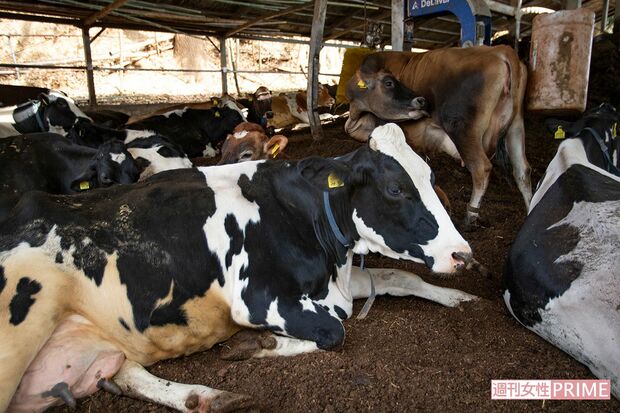 フリーバーン方式で飼われているため、牛たちはお腹がすいたタイミングで各自、餌スポットへ出かけられる（撮影／齋藤周造）
