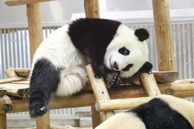 Q.ストレッチだ～れだ　B　（撮影／二木繁美）