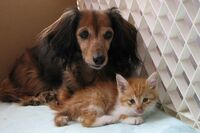 犬猫などペットを救うため、コロナ・災害に備えた“飼い主の心構え”とアイテムリスト