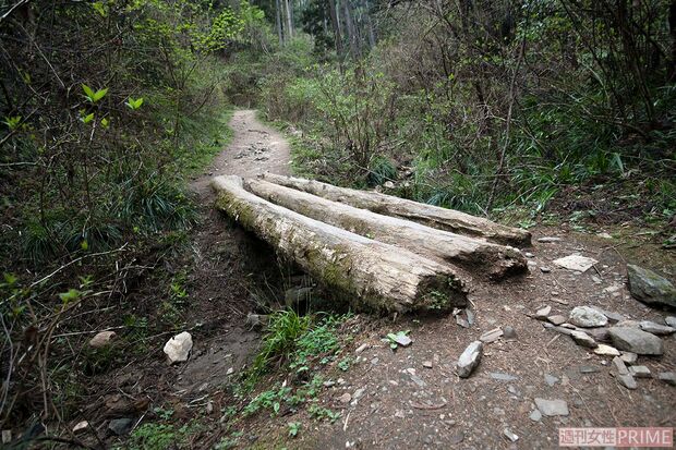 丸太橋。足元が滑る道もあるので注意　撮影／齋藤周造