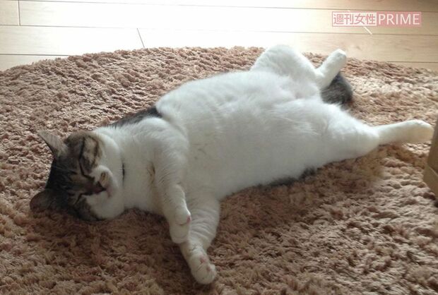 夏場はベターッと寝そべっている