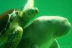 ウミガメと泳ぐジュゴン。ジュゴンの好物は海底に生える海草のアマモ（沖縄県提供）
