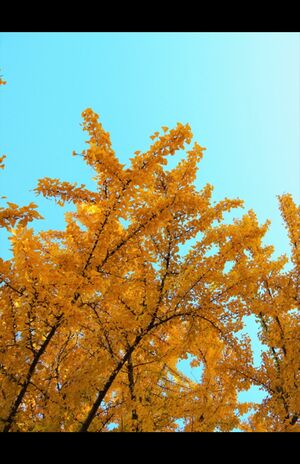 蟹座は…イチョウ