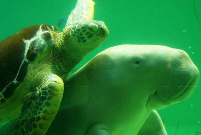 ウミガメと泳ぐジュゴン。ジュゴンの好物は海底に生える海草のアマモ（沖縄県提供）