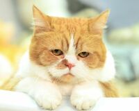 CM『Y！mobile』 主演の“目線待ち”で2時間待機する