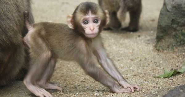  おてんば娘のシャーロット。最近はお客さんの靴ひもをひっぱるのが好きだとか