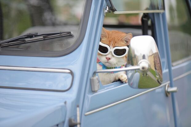 車に乗ってどちらまでお出かけ？　まさにフォトジェニックな1枚　(c)関由香　(c)ねこ休み展 冬 2017