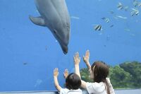 差がつく水族館の歩き方 疑似ダイビング感覚を味わうには