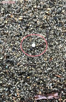 容疑者宅から徒歩5分圏内にある公園の砂場に落ちていたBB弾