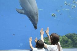 ガラス面を上から下に指でこすって音を出すと、イルカが寄ってきてくれる