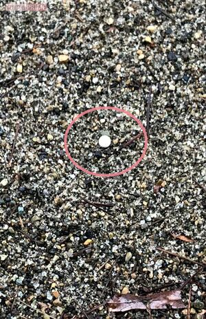 容疑者宅から徒歩5分圏内にある公園の砂場に落ちていたBB弾