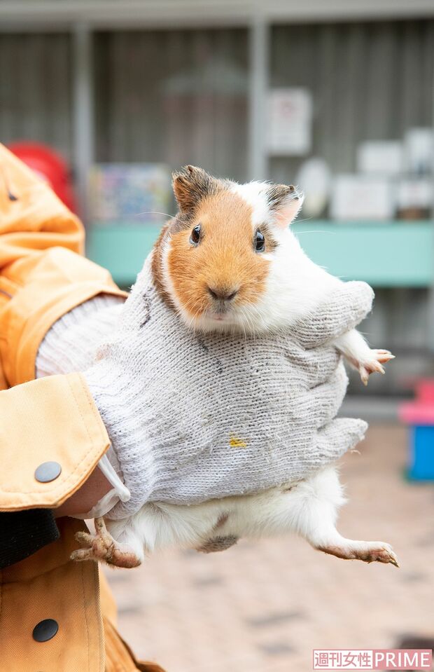 （1）モルモット占いスタート！　占ってくださるのははるかちゃん。目線を合わせて……