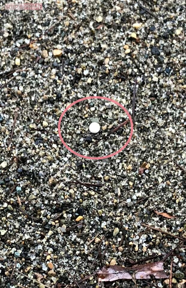 容疑者宅から徒歩5分圏内にある公園の砂場に落ちていたBB弾