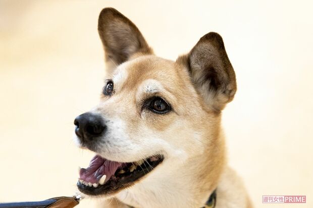 「看取り犬」という不思議な力を持つ文福。入居者の死期を察知すると、そばから離れようとしない。多くの別れに寄り添い、人生の最期を見届けてきた