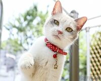 『ヨルタモリ』の猫(♀)、出演予定の映画撮影で一発OKを連発