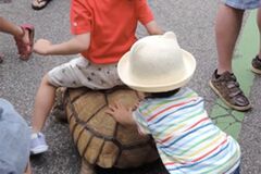 乗る、押すなど、カメと無邪気に触れ合う子どもたち（PEACE提供）
