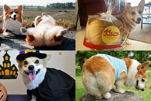 コーギーSNSに首ったけ♪