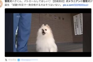 ネットでは宮崎放送の映像を引用し、早くもポメラニアン警察犬「ハク号」のファンになる人も