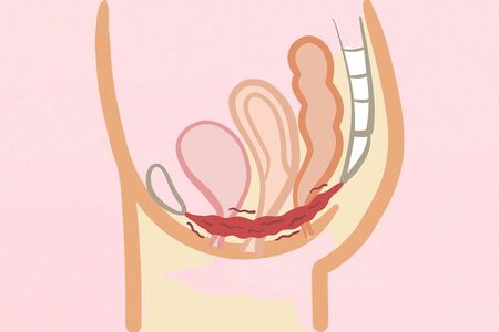 骨盤底筋を鍛えよう（イラストはイメージです）