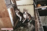動物58匹をフンまみれ自宅で虐待飼育! 身勝手すぎる自称・占い師の“怪しい素性”