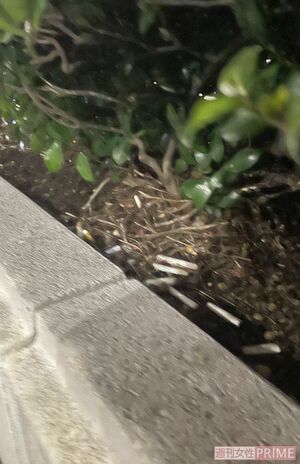 『東京マラソン2023』開催後、植え込みにはタバコの吸い殻が大量に捨ててあった