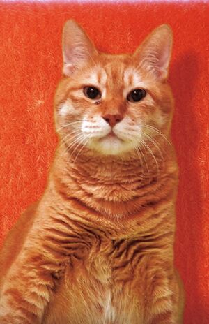 （C）見里朝希JGH・シンエイ動画／モルカーズ