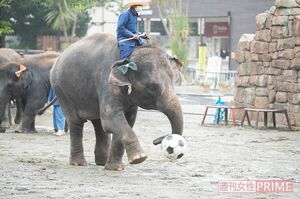 ゾウ使いとの息が合った数々のパフォーマンスを繰り出すゾウたち　撮影／北村史成