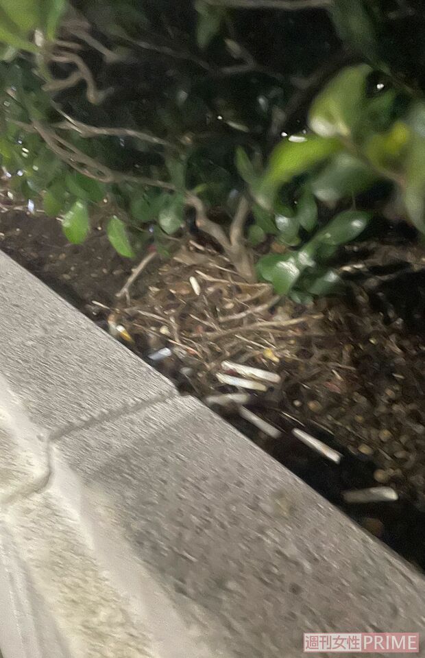 植栽にはタバコの吸い殻が大量に捨ててあった