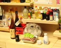 写真集も発売 ハムスターの銀次さん、黒い生物Gが苦手