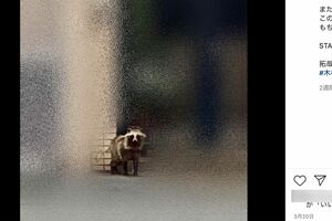 3月20日、愛犬の散歩中に遭遇した“タヌキ”（@takuya.kimura_takより）